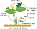 Frog life cycle. Sequence of stages of development of cartoon frog